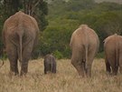 Seznamte se s rezervací Ol Pejeta v Keni