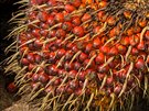 Plod palmy olejné je tmav ervené barvy, velikosti velké vestky. Roste ve...