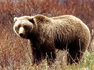 NP Kluane, Medvd grizzly (Ursus arctos)