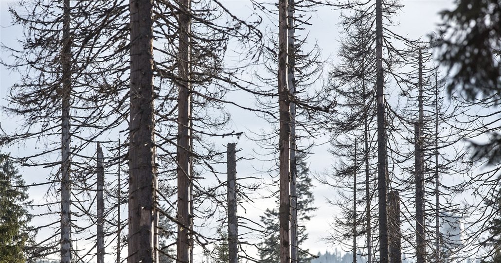 Stromy, které napadl k�rovec.