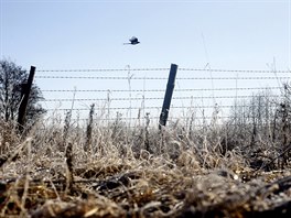 Píroda v ernobylu. (15. dubna 2016)