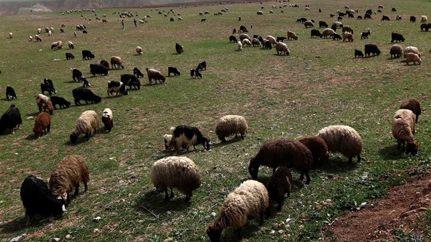 Ovce pasouc se na 500 kilometr severn od Bagddu (21. 3. 2016)