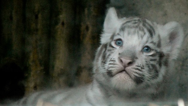 Shankar a Maia. Mláďata bílých tygrů z liberecké zoo znají svá jména