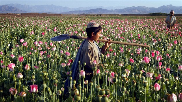 MAKOV POLE. Chlapec pechz pes makov pole v afghnsk provincii Kandahr na jihu zem. ednci a analytici pedpovdaj, e nsil v oblasti vzroste ve chvli, kdy se bude sklzet roda a paerci budou chrnit sv zem.