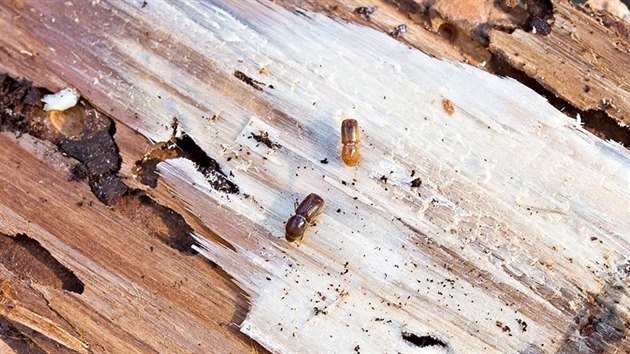 Zaschlé larvy lýkožrouta smrkového, který decimuje ve velkém také suchem oslabené stromy v okolí Velkého Dářka.