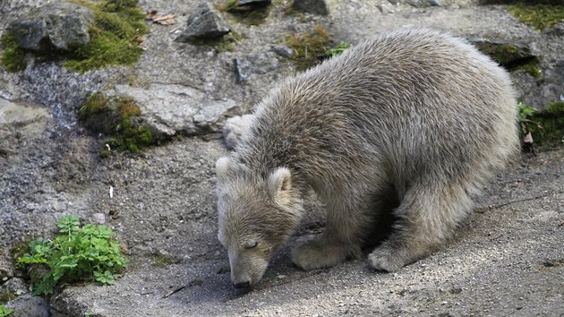 Samika lednho medvda z brnnsk zoologick zahrady dostala jmno Noria. Vybrala ho patronka ktu - tenistka Lucie afov (16. dubna 2016).