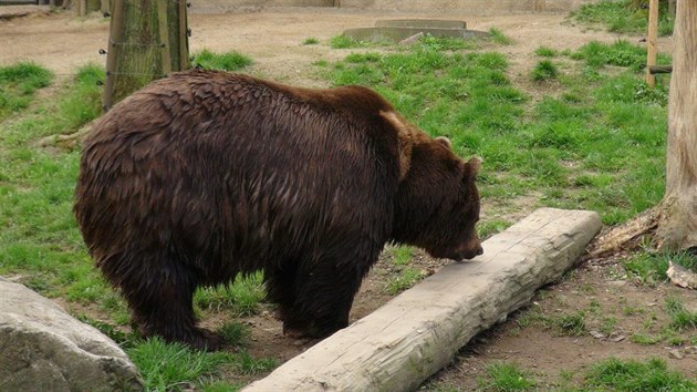 V Beroun uhynul medvd Vojta, jeho smrt zdrtila zbvajc dva chlupe (13.4.2016).