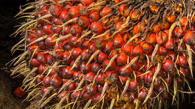 Plod palmy olejn je tmav erven barvy, velikosti velk vestky. Roste ve velkch trsech. Jeden trs v od 10 do 40 kilogram.