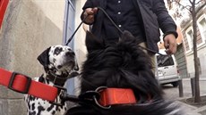 Selfie vesta pro psy automaticky sdílí fotografie na sociální sít
