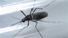Komár Aedes aegypti, který přenáší virus zika (8.3.2016).