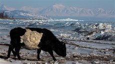 Na archivním snímku prochází mongolský pastevec mezi zvíaty uhynulými  bhem tuhých mraz