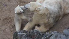 Malá medvdice v brnnské zoo dovádí se svojí mámou Corou