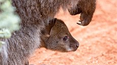 Samice klokana rudokrkého z Jihoeské zoologické zahrady Hluboká nosí ve vaku...