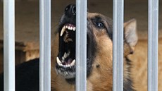 V kotcích p�i náv�t�v� reportér� MF DNES �t�kali dva psi - australský ov�ák Rex...