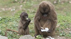 Mláata delad mohou návtvníci zlínské zoo obdivovat ve venkovním výbhu.