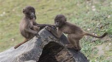 Zoo ve zlínské Lené je jediná z rámci Unie eských a slovenských zoologických...