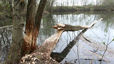Stopy po nových obyvatelích přerovských lagun jsou nepřehlédnutelné. Bobři ohlodávají velké množství stromů, některé poškozené už město muselo z bezpečnostních důvodů skácet.