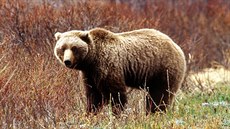 NP Kluane, Medvd grizzly (Ursus arctos)