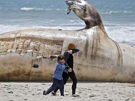 Tlející velryba na plái Sant Clement u Los Angeles.