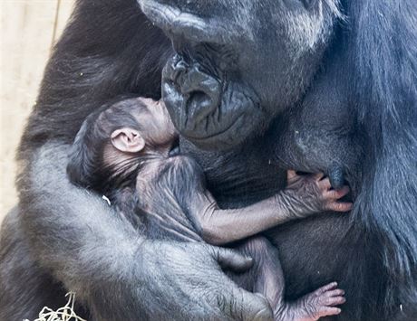 Goril samice Shinda se ve svch tm ptadvaceti letech konen dokala svho...