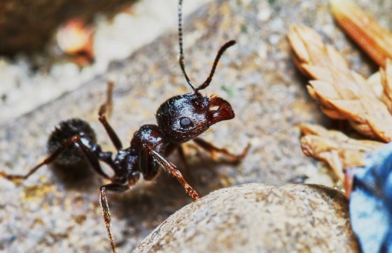 Ke konci dubna se v zahradě začnou objevovat mravenci.