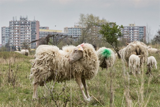 ilustra�ní snímek