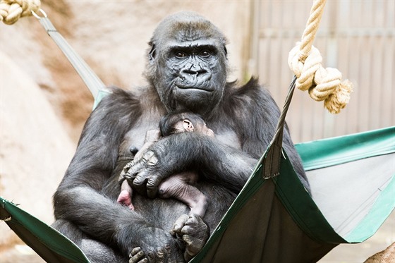 Gorilí samice Shinda se svým mládtem odpoívá v hamace a tváí se patin...