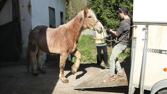 Z usedlosti v osadě Měník na Olomoucku nechala litovelská radnice na popud veterinární správy odvézt koně týrané několik měsíců hlady. Zamířili do náhradní péče.