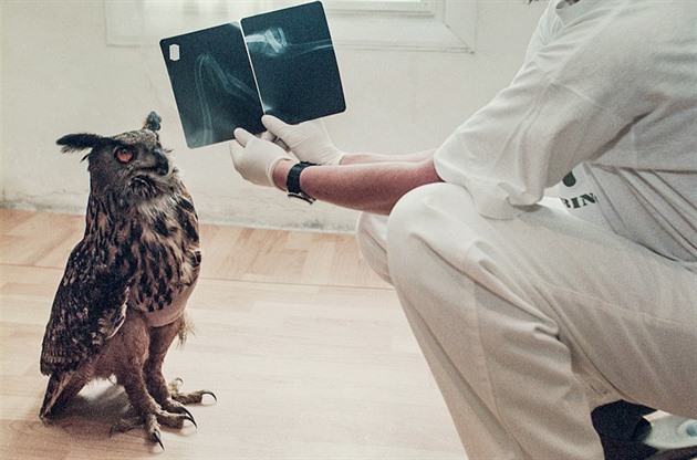 Výr vejrá na rentgen. Zmrzačený dravec fotografovi zajistil triumf