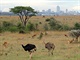 Nairobi - safari za humny metropole