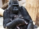 Gorilí samice Shinda se svým mládtem, které se v sobotu narodilo.