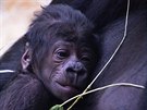 Gorilí mlád, které se v sobotu narodilo samici Shind v praské zoo...