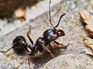 Ke konci dubna se v zahrad zanou objevovat mravenci.