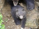 V brnnské zoo poprvé z brlohu vylezlo mlád medvda kamatského (28. dubna...