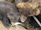 V brnnské zoo poprvé z brlohu vylezlo mlád medvda kamatského (28. dubna...