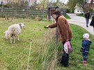 Lidé z okolí mstské ásti Háje u jsou na ovce zvyklí. Zvíatm nosí pouze...