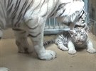 Hokejisté poktí tygry v liberecké Zoo