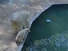 Ledn medvdi ve vbhu Zoo Brno