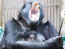 Gorilí samice Shinda po mateství dlouho touila a konen se ve svých tém...