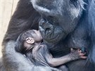 Gorilí samice Shinda se ve svých tém ptadvaceti letech konen dokala svého...
