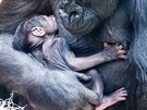 Gorilí samice Shinda se o své mlád ihned po porodu zaala vzorn starat. (24....