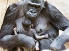 Gorilí samice Shinda se svým mládtem v praské zoo, pouhý den po porodu. (24....