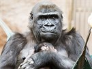 Gorilí samice Shinda se svým mládtem odpoívá v hamace a tváí se patin...