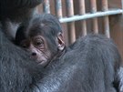 Mlád gorily Shindy v praské zoo, narozené 23. dubna 2016.