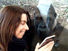 Dívka ukazuje gorile Moje fotografii, kde praská gorila Shinda drí své...
