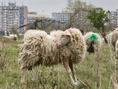 U Milíovského rybníka spásá trávu 200 ovcí a jehat. V prbhu jara a léta...