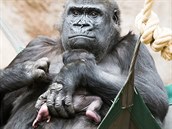 Gorilí samice Shinda jako vzorná máma se svým mládětem v pražské zoo (24. 4....