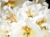 Kouzelný rododendron Cunningham´s White s bílými květy. 