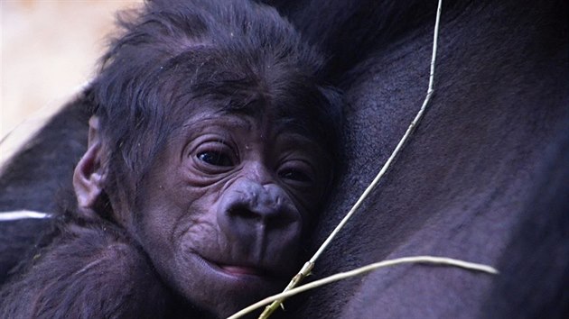 Goril mld, kter se v sobotu narodilo samici Shind v prask zoo (23.4.2016).