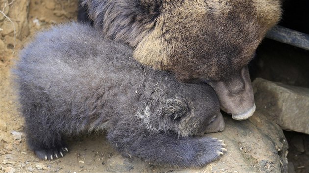 V brnnsk zoo poprv z brlohu vylezlo mld medvda kamatskho (28. dubna 2015)